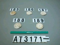 藏品(芋螺貝)的圖片